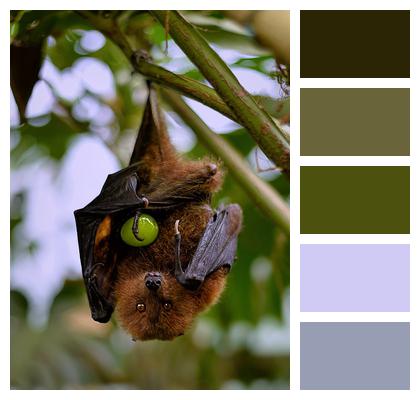 Rodrigues Fruit Bat Animal Bat Image